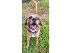 Adopt TIMMY a Labrador Retriever, Mixed Breed