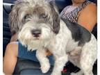 Adopt MILO a Schnauzer, Mixed Breed