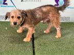 Adopt MOO MOO a Rat Terrier, Mixed Breed