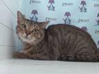 Adopt TABBY CAT a Domestic Short Hair