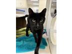 Adopt PEPPERCORN a Domestic Short Hair