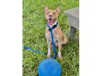 Adopt BOWIE a Pit Bull Terrier