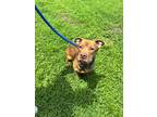 Adopt CHICO a Basset Hound