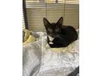 Adopt SHIRE a Domestic Short Hair