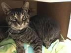 Adopt RAGNAR a Domestic Short Hair