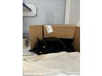 Adopt THYME a Domestic Short Hair