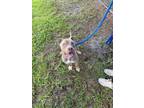 Adopt COPPER a Pit Bull Terrier
