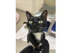 Adopt PRINCE a Domestic Short Hair