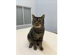 Adopt LAGATHA a Domestic Short Hair