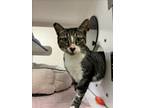 Adopt HAMILTON a Domestic Short Hair