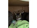 Adopt DIESEL a Domestic Short Hair