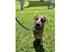 Adopt RACK a Australian Cattle Dog / Blue Heeler, Pit Bull Terrier