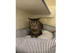 Adopt BB a Domestic Short Hair