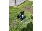 Adopt SAL a Mixed Breed