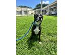 Adopt KOA a Pit Bull Terrier