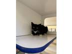 Adopt ZAATAR a Domestic Short Hair