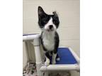 Adopt JUNIOR a Domestic Short Hair
