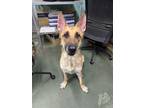 Adopt EAGLE a German Shepherd Dog