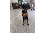 Adopt DAN MARINARA a Rottweiler