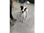 Adopt ERNEST a Boxer, Mixed Breed