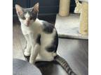 Adopt Tabasco a American Shorthair