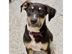 Adopt Striker a Labrador Retriever