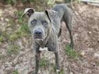 Adopt STEELE a Pit Bull Terrier