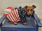 Adopt PEANUT a Pit Bull Terrier, Mixed Breed