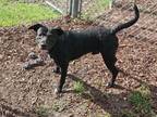 Adopt DOT a Pit Bull Terrier, Mixed Breed