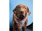Adopt Grits a Golden Retriever