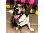 Adopt Shiloh William a Basset Hound, Beagle