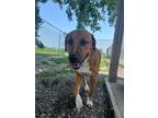 Adopt Dave a Labrador Retriever