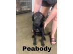 Adopt Green Collar a German Shepherd Dog