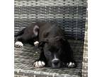 Adopt Broski a Boxer, Mixed Breed