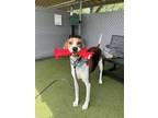 Adopt Cordell Walker a Treeing Walker Coonhound, Mixed Breed