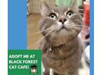Adopt JARAD a Domestic Short Hair