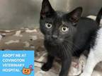 Adopt MR SPOCK a Domestic Short Hair