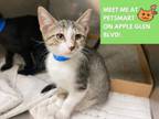 Adopt JACK a Domestic Short Hair