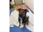 Adopt BEAR a German Shepherd Dog, Mixed Breed