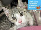 Adopt SCOTTY a Domestic Short Hair