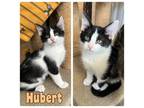 Adopt Hubert - NN - SR3 a Domestic Short Hair