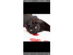 Adopt Yogi a Domestic Short Hair