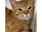 Adopt Max a Domestic Short Hair