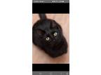 Adopt Boo Boo a Domestic Short Hair