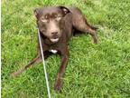 Adopt REGGIE a Labrador Retriever, Mixed Breed