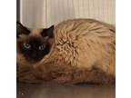 Adopt CROISSANT a Himalayan
