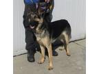 Adopt OLLIE POLLIE a German Shepherd Dog