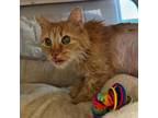 Adopt SIMBA FROM WISH a Domestic Long Hair