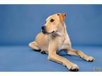 Adopt Ace 5261 a Boxer, Shepherd