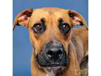 Adopt Winston 5262 a Boxer, Shepherd